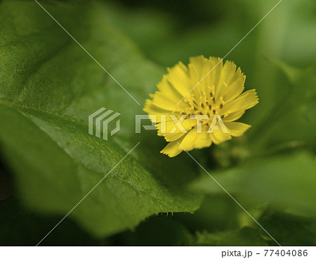 裏庭に咲いてる雑草、コオニタビラコの花 77404086