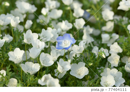 青と白のネモフィラ 青と白のネモフィラ 77404111