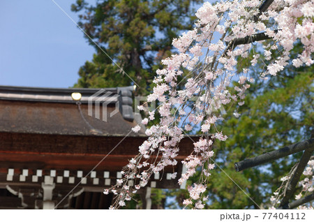 神社と桜 77404112