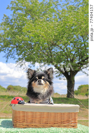 チワワと桜の木 犬 チワワと桜の木 犬 77404157