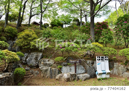 神奈川県立七沢森林公園 おおやまコース分岐と新緑とシャクナゲの花と道案内 神奈川県立七沢森林公園 おおやまコース分岐と新緑とシャクナゲの花と道案内 77404162