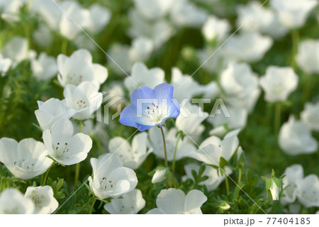 青と白のネモフィラ 青と白のネモフィラ 77404185