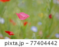 花畑に咲くピンク色のポピー 77404442