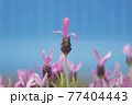 ブルーバックのラベンダー 77404443