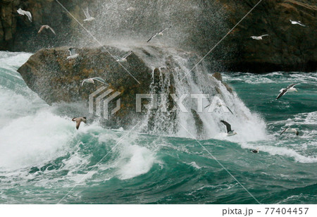 冬の海波しぶきと海鳥たち 77404457