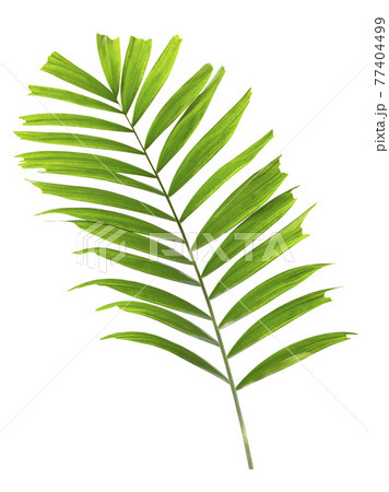 Palm leaf isolated on white background 77404499