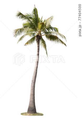Coconut tree isolated on white background 77404500