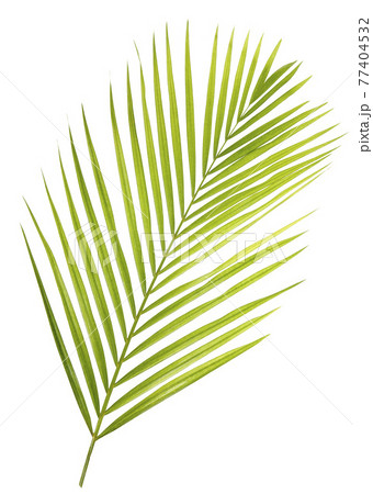 Palm leaf isolated on white background Palm leaf isolated on white background 77404532