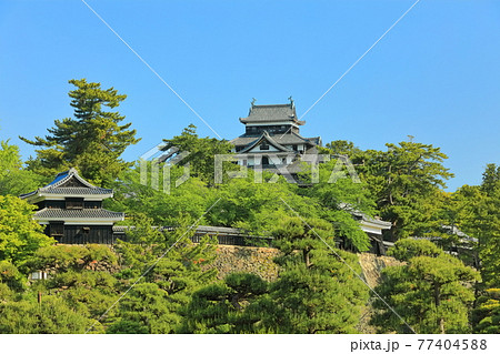 【島根県】快晴下の松江城天守閣と南櫓（国宝） 77404588