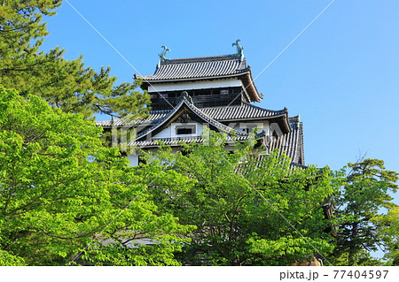 【島根県】快晴下の松江城天守閣（国宝） 77404597