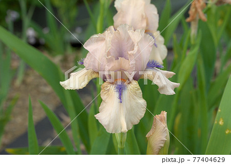 珍しい色のジャーマンアイリス 珍しい色のジャーマンアイリス 77404629