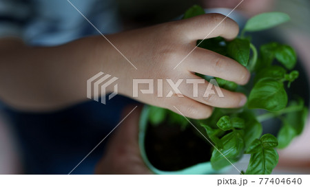 家庭菜園で育てたバジルを摘み取る乳児の手 77404640