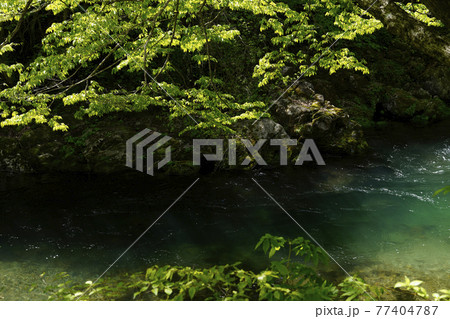 新緑とエメラルドグリーンの清流 77404787