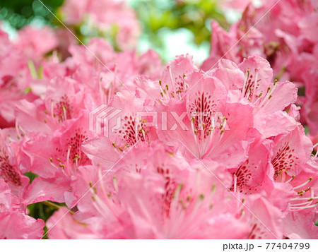 神奈川県立七沢森林公園 シャクナゲ かながわの花の名所100選の写真素材
