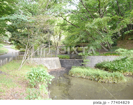 稲城中央公園　池と新緑 77404829