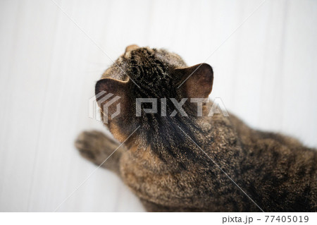 キジトラ猫の後頭部 77405019
