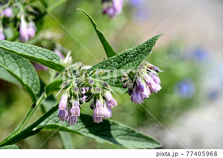 ヒレハリソウ（鰭玻璃草） 77405968