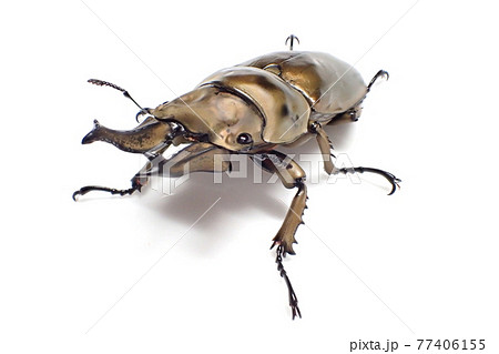 ローゼンベルグオウゴンオニクワガタ Allotopus rosenbergi 77406155