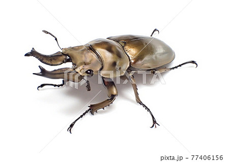 ローゼンベルグオウゴンオニクワガタ Allotopus rosenbergi 77406156