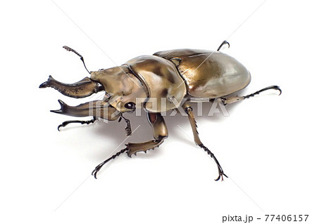 ローゼンベルグオウゴンオニクワガタ Allotopus rosenbergi 77406157