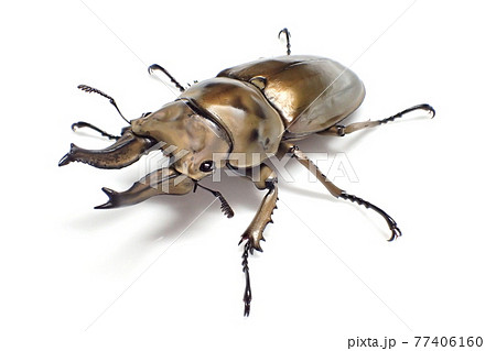 ローゼンベルグオウゴンオニクワガタ Allotopus rosenbergi 77406160