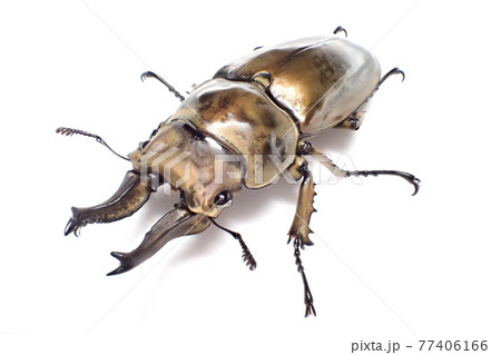 ローゼンベルグオウゴンオニクワガタ Allotopus rosenbergi ローゼンベルグオウゴンオニクワガタ Allotopus rosenbergi 77406166