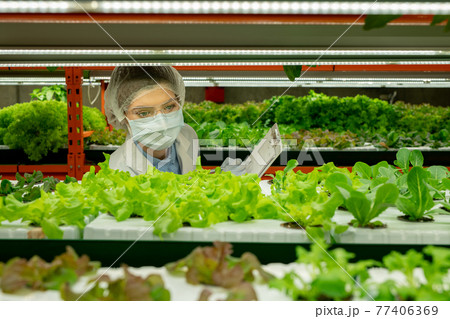 Vertical farm worker controlling growth of seedlings Vertical farm worker controlling growth of seedlings 77406369