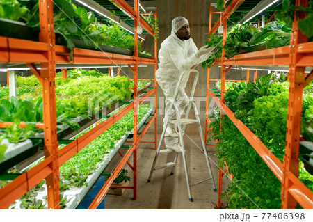 Black worker checking plant health Black worker checking plant health 77406398