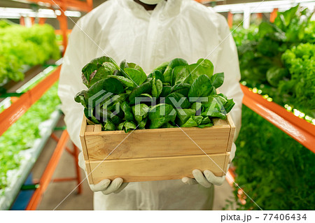 Unrecognizable agroengineer with box of green seedlings 77406434