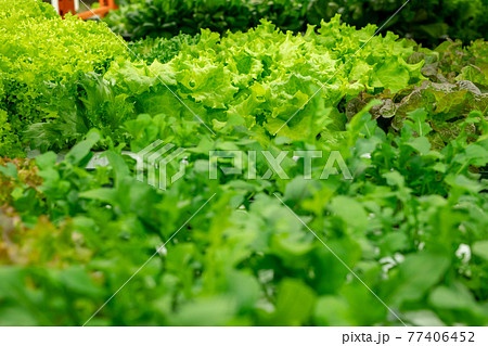 Curly endive growing in greenhouse Curly endive growing in greenhouse 77406452
