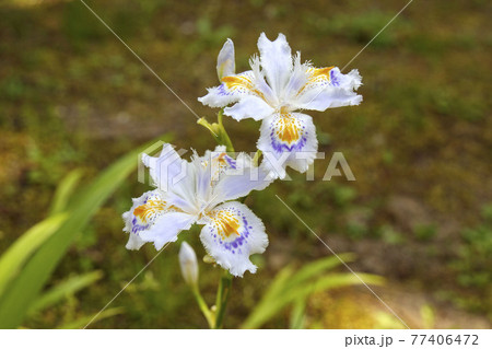 シャガの花 シャガの花 77406472