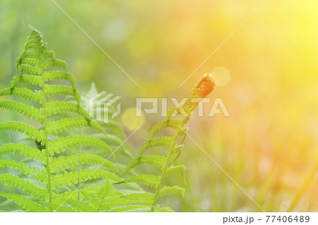 Spring background. Sunny fern plant blurred background in forest. Spring, nature, summer and sun concept. Spring background. Sunny fern plant blurred background in forest. Spring, nature, summer and sun concept. 77406489