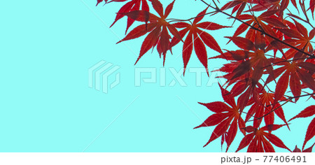 Autumn background. Red autumn maple leaves on a background of the sky. Autumn leaves and trees in October Autumn background. Red autumn maple leaves on a background of the sky. Autumn leaves and trees in October 77406491