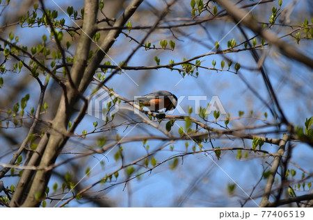 ヤマガラ Sittiparus varius 77406519