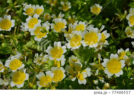 リムナンテスの見頃のお花 リムナンテスの見頃のお花 77406557