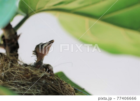 New born baby waiting for feeding in the nest on green tree. 77406666