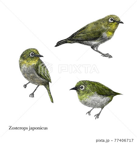 鳥 花 フラワー 77406717