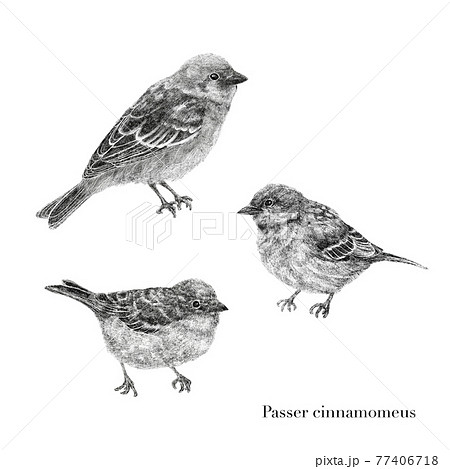 鳥 ペイント 塗る 77406718