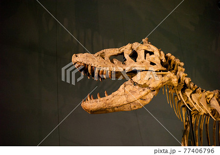 恐竜の骨の写真素材