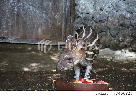 アメリカバクの赤ちゃんの食事風景の写真素材