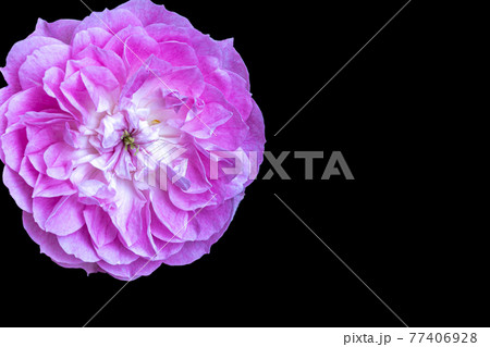 the magenta rose 77406928