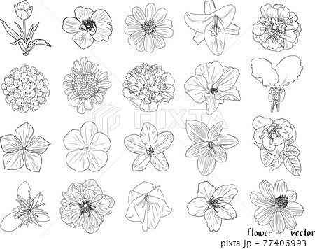 繊細な花の白黒の線画個セット3 ベクター素材のイラスト素材