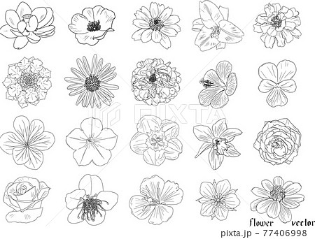 繊細な花の白黒の線画個セット2 ベクター素材のイラスト素材
