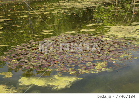池の水面に浮かぶ水草 池の水面に浮かぶ水草 77407134