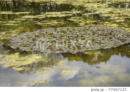 池の水面に浮かぶ水草 池の水面に浮かぶ水草 77407135