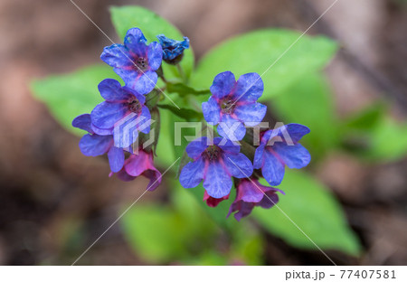 Spring blue flowers of Suffolk lungwort or Pulmonaria obscura. Spring blue flowers of Suffolk lungwort or Pulmonaria obscura. 77407581