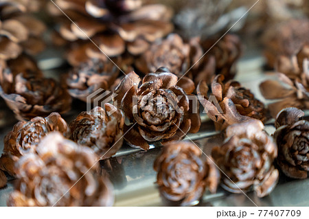 たくさんのシダーローズ（ヒマラヤ杉の実）と松ぼっくり2 77407709