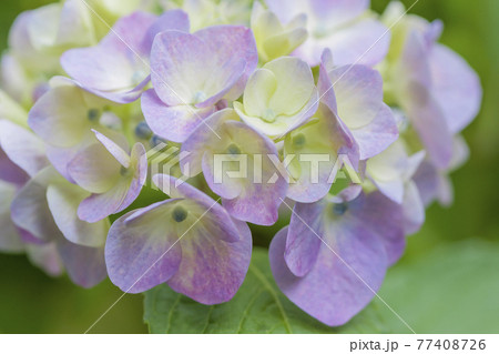 淡い紫のアジサイ 淡い緑とアジサイ あじさい パープルの写真素材 [77408726] - PIXTA