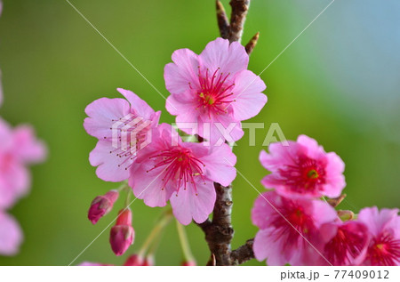 2021年沖縄のピンクの桜 77409012