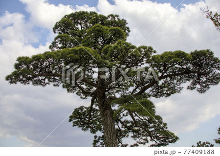 松の木と青空 77409188